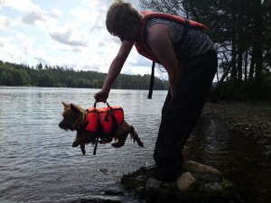doppning av hund